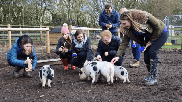 Kew Little Pigs - Featured Image - 5