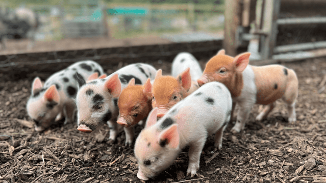 Kew Little Pigs - Featured Image - 7
