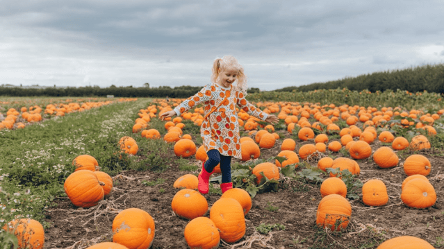 The Pumpkin Patch at Bewholme - Featured Image - 2