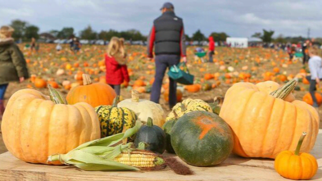 Pumpkin Moon Farms - Featured Image - 1