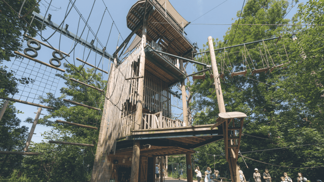 Wild Wood Adventure - Featured Image - 2