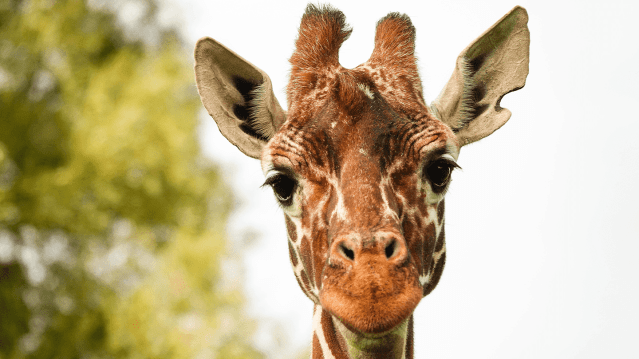 Whipsnade Zoo - Featured Image - 9