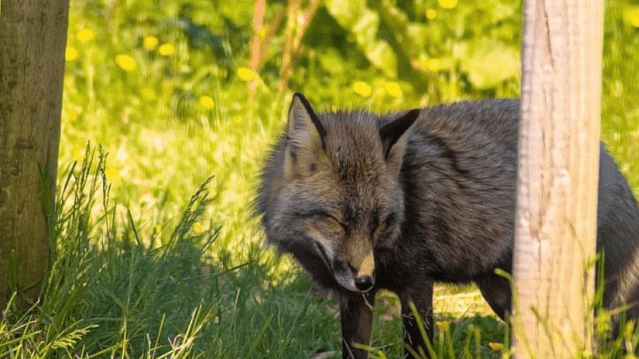 Animal Farm Adventure Park - Featured Image - 1