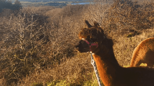 Poppywood Alpacas - Featured Image - 2