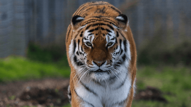 Yorkshire Wildlife Park - Featured Image - 3