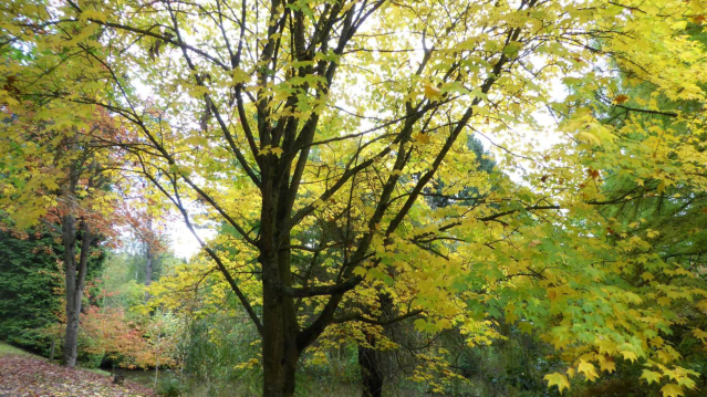 Bodenham Arboretum - Featured Image - 2