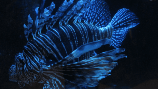 Exploris Aquarium - Featured Image - 1