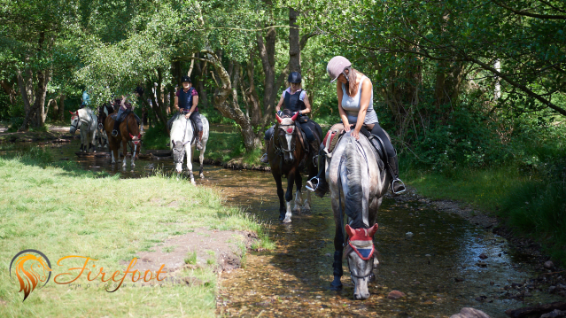 Cannock Chase Horse Trekking - Featured Image - 7