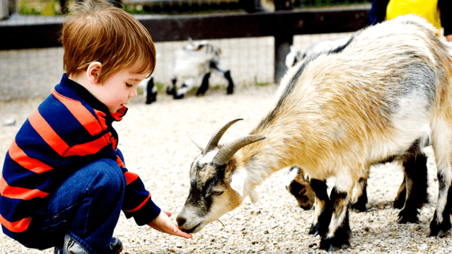 Lockey Farm - Featured Image - 3
