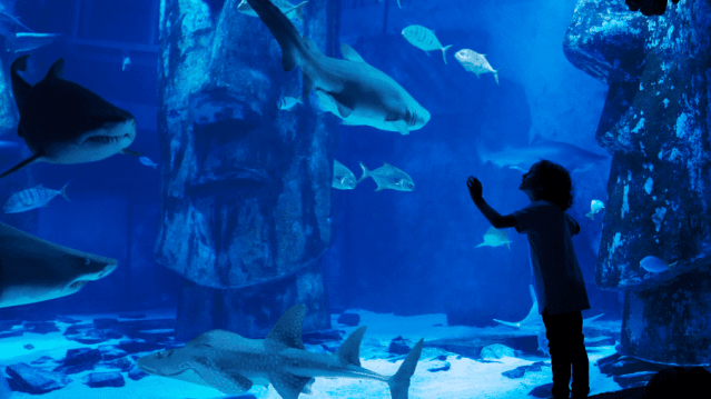 SEA LIFE London Aquarium - Featured Image - 3