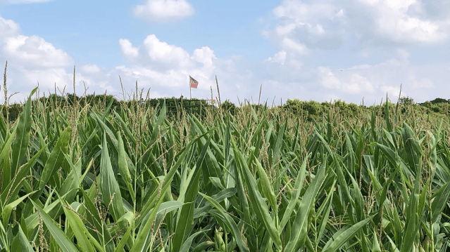 Writtle Maize Maze - Featured Image - 2