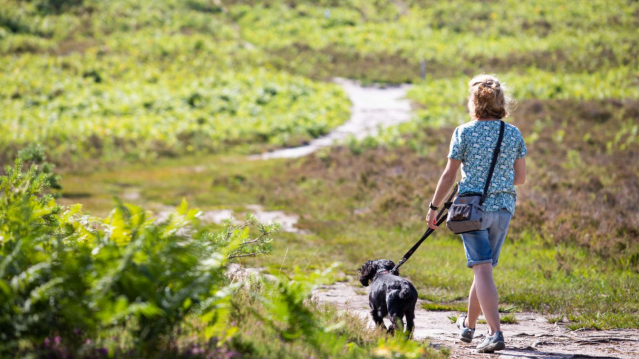 Avon Heath Country Park - Featured Image - 2