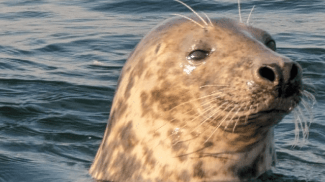 SaltDog Marine - Featured Image - 3