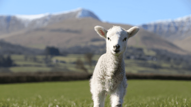 Cantref Adventure Farm - Featured Image - 2