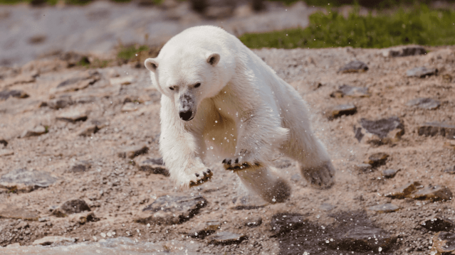 Peak Wildlife Park - Featured Image - 9