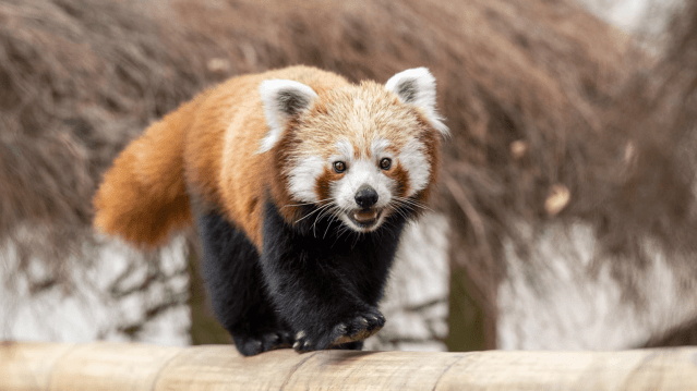West Midlands Safari Park - Featured Image - 8