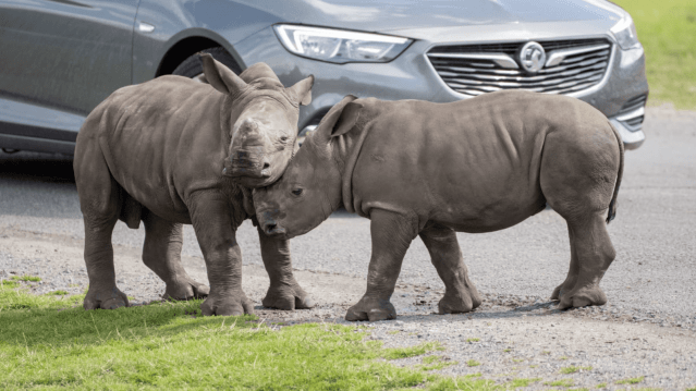West Midlands Safari Park - Featured Image - 9