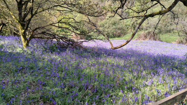 Waseley Hills Country Park - Featured Image - 3