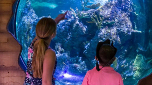 Skegness Aquarium - Featured Image - 2