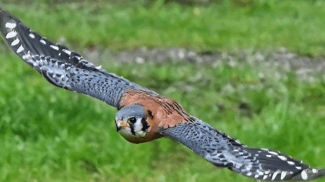 Loch Lomond Bird Of Prey Centre - Featured Image - 2
