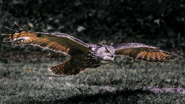 Loch Lomond Bird Of Prey Centre - Featured Image - 4