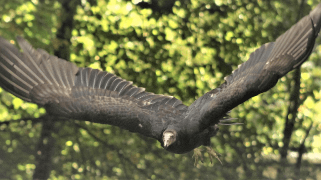 Loch Lomond Bird Of Prey Centre - Featured Image - 5