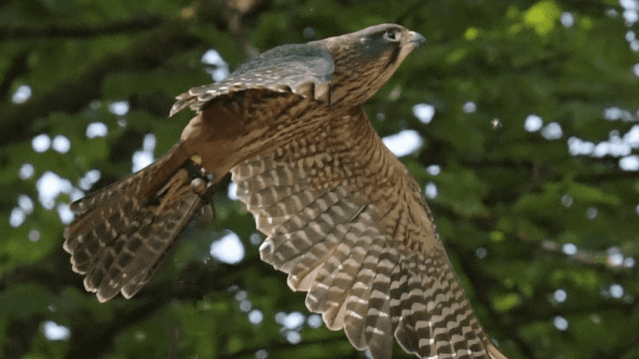 Loch Lomond Bird Of Prey Centre - Featured Image - 6