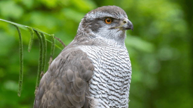 Loch Lomond Bird Of Prey Centre - Featured Image - 8