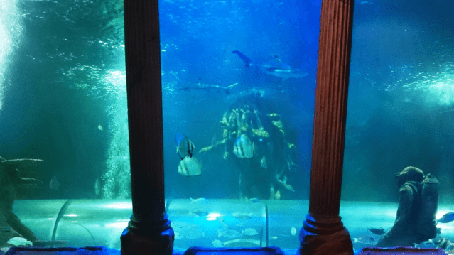 SEA LIFE Great Yarmouth - Featured Image - 3