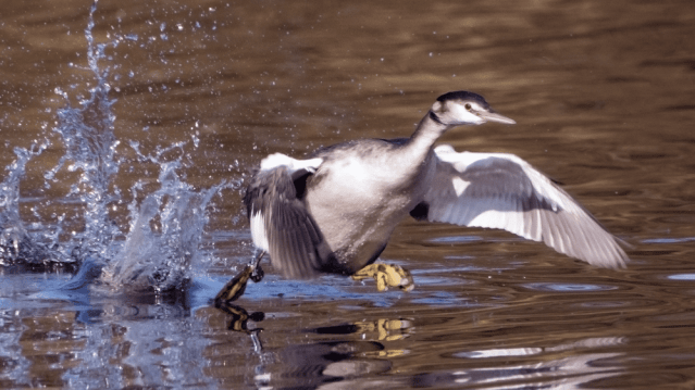 Daisy Nook Country Park - Featured Image - 3