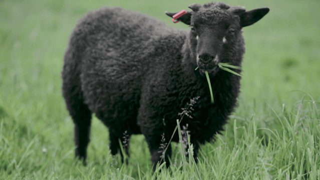 Nunny's Farm - Featured Image - 1