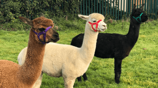 Nunny's Farm - Featured Image - 3