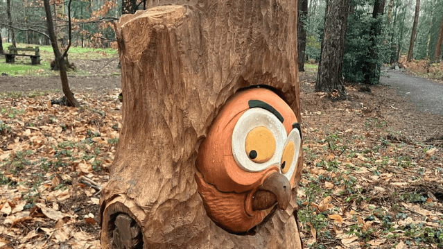 Alice Holt Forest - Featured Image - 5