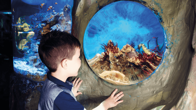 SEA LIFE London Aquarium - Featured Image - 11