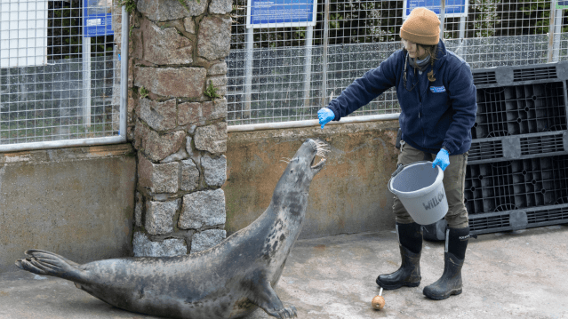 Cornish Seal Sanctuary - Featured Image - 9