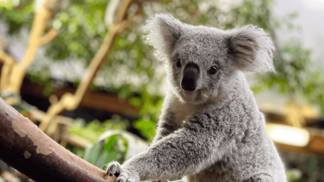 Edinburgh Zoo - Featured Image - 1