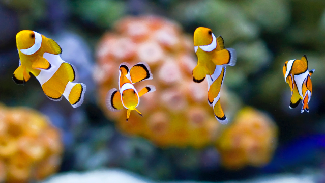 Oceanarium - Featured Image - 2