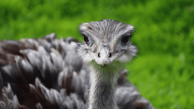Northumberland Zoo - Featured Image - 3
