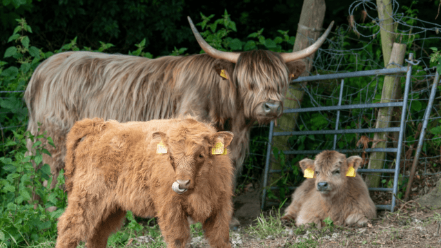 Highland Cows of the Peak Experience - Featured Image - 3