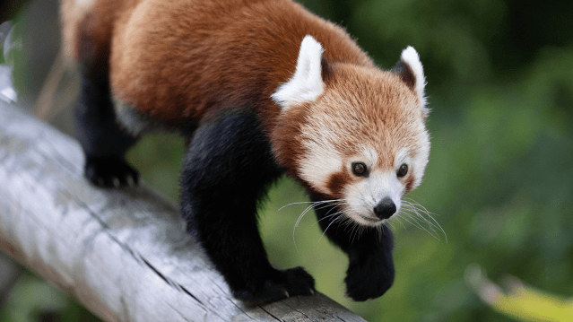 Banham Zoo - Featured Image - 1