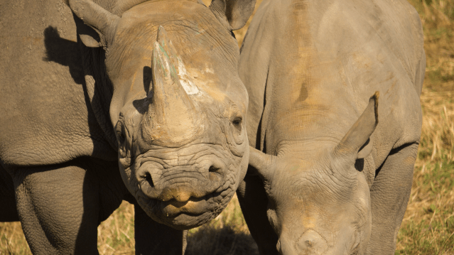 Howletts Wild Animal Park - Featured Image - 7