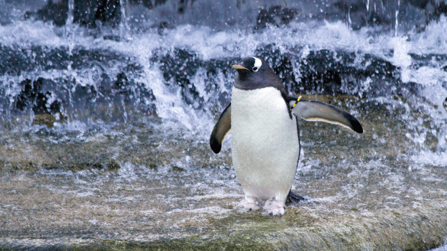 Edinburgh Zoo - Featured Image - 6