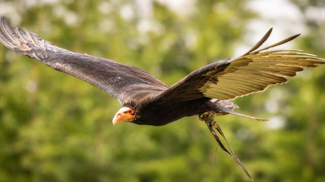Huxleys Bird of Prey Centre - Featured Image - 3