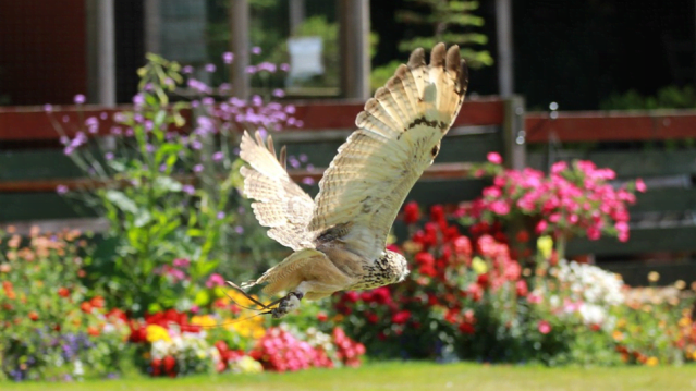 Huxleys Bird of Prey Centre - Featured Image - 6