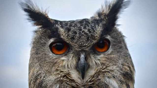 Huxleys Bird of Prey Centre - Featured Image - 10