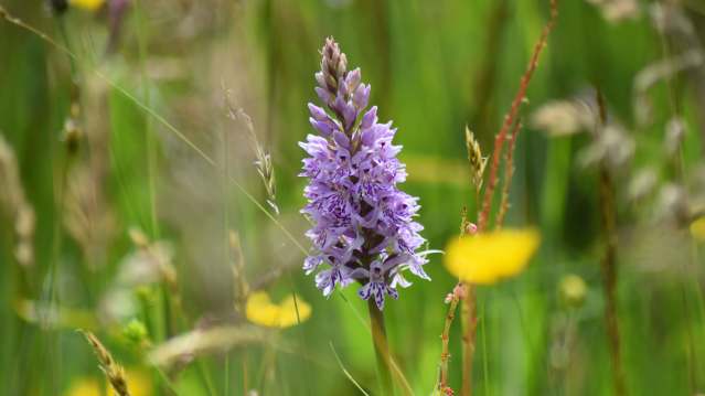 Muiravonside Country Park - Featured Image - 3