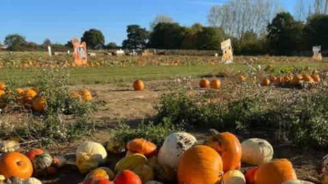 The Pumpkin Patch Colchester - Featured Image - 6