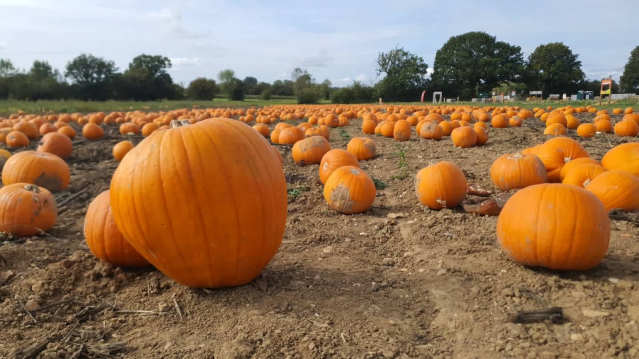 The Pumpkin Patch Basildon - Featured Image - 2