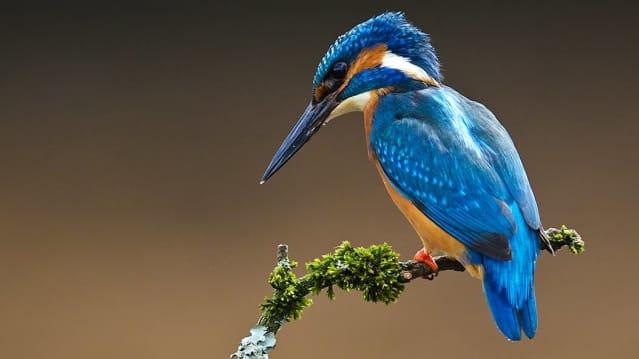 WWT Arundel Wetland Centre - Featured Image - 5