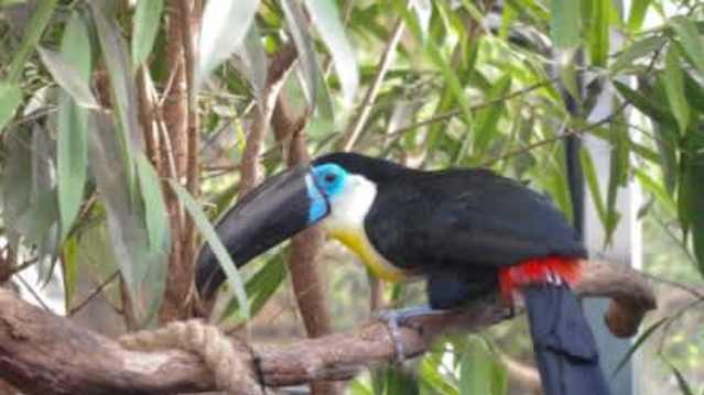 The Living Rainforest - Featured Image - 3